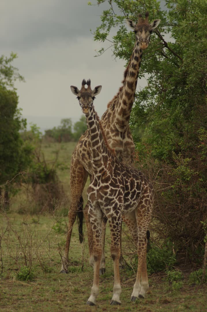 Arusha - Serengeti - Olduvai George - Lake Manyara - Udzungwa Mountains